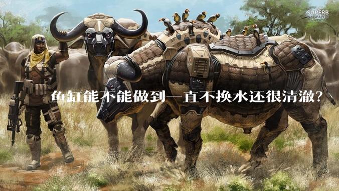 鱼缸能不能做到一直不换水还很清澈？
